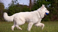 Види пастухи: від найбільшого до найменшого